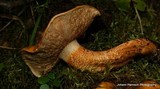 Tricholoma aurantium image