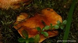 Tricholoma aurantium image