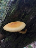 Phaeolepiota aurea image