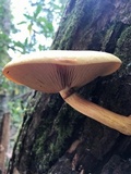 Phaeolepiota aurea image