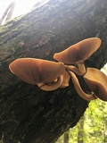 Phaeolepiota aurea image