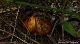 Tricholoma aurantium image