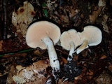 Hydnum zongolicense image