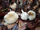 Hydnum zongolicense image