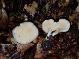 Hydnum zongolicense image