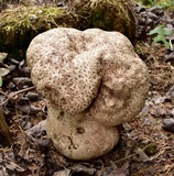 Calvatia cyathiformis image