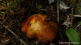 Tricholoma aurantium image