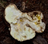 Calvatia cyathiformis image