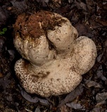 Calvatia cyathiformis image