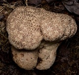 Calvatia cyathiformis image