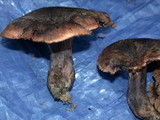 Sarcodon fuscoindicus image