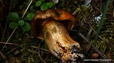 Tricholoma aurantium image