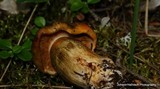 Tricholoma aurantium image