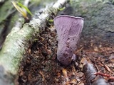 Gomphus ludovicianus image