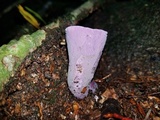 Gomphus ludovicianus image