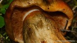 Tricholoma aurantium image