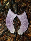 Gomphus ludovicianus image