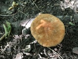 Polyporus radicatus image