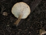 Polyporus radicatus image