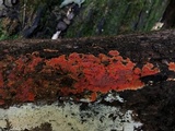 Phlebia coccineofulva image
