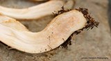 Tricholoma aurantium image