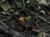 Mycena crocea image