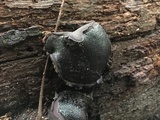 Camarops petersii image