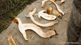 Tricholoma aurantium image