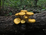 Pleurotus citrinopileatus image