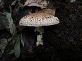 Echinoderma asperum image
