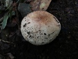 Echinoderma asperum image