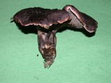 Sarcodon fuscoindicus image