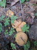 Suillus caerulescens image