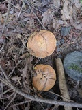 Suillus caerulescens image