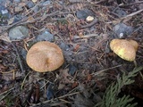 Suillus caerulescens image