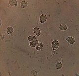Amanita spreta image