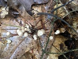 Mycena capillaripes image