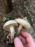 Boletus pallidus image