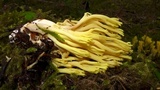 Ramaria cystidiophora image