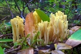 Ramaria cystidiophora image