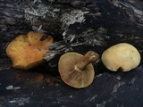Gymnopilus luteus image