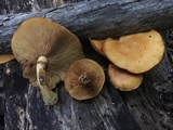 Gymnopilus luteus image