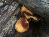 Gymnopilus luteus image