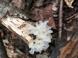 Tremella fuciformis image