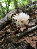 Tremella fuciformis image