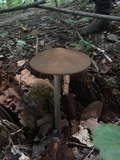 Oudemansiella furfuracea image
