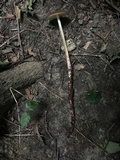 Oudemansiella furfuracea image