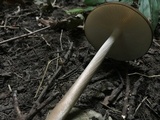 Oudemansiella furfuracea image