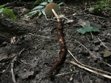 Oudemansiella furfuracea image