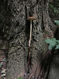Oudemansiella furfuracea image